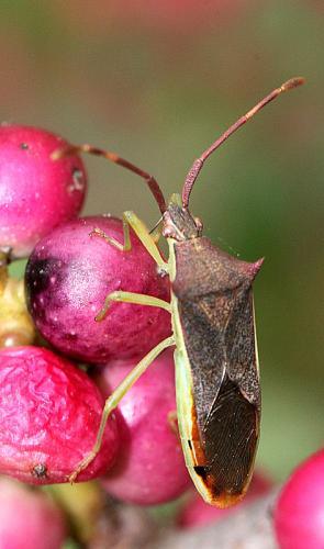 Plinachtus imitator